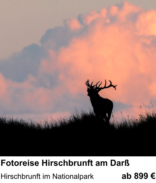 Kameratechnischer Foto-Workshop für Aufnahmen zu Fotoreise Hirschbrunft am Darß: Hirschbrunft im Nationalpark