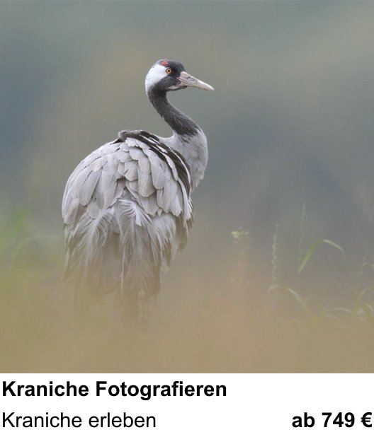 Kameratechnischer Foto-Workshop für Aufnahmen zu Kraniche Fotografieren: Kraniche erleben