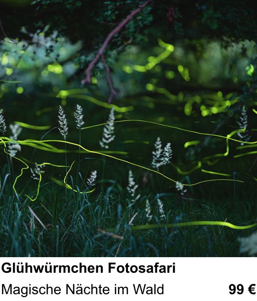 Kameratechnischer Foto-Workshop für Aufnahmen zu Glühwürmchen Fotosafari: Magische Nächte im Wald