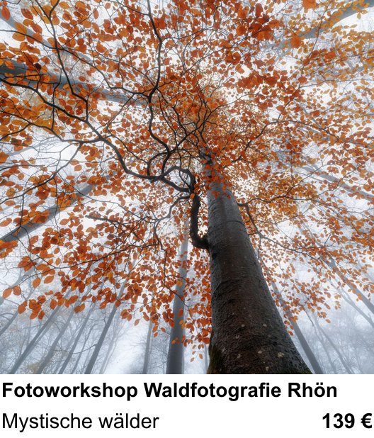 Kameratechnischer Foto-Workshop für Aufnahmen zu Fotoworkshop Waldfotografie Rhön: Mystische wälder