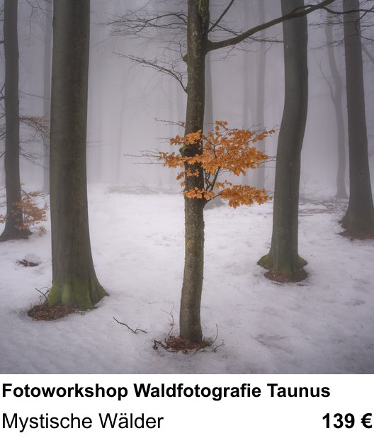 Kameratechnischer Foto-Workshop für Aufnahmen zu Fotoworkshop Waldfotografie Taunus: Mystische Wälder