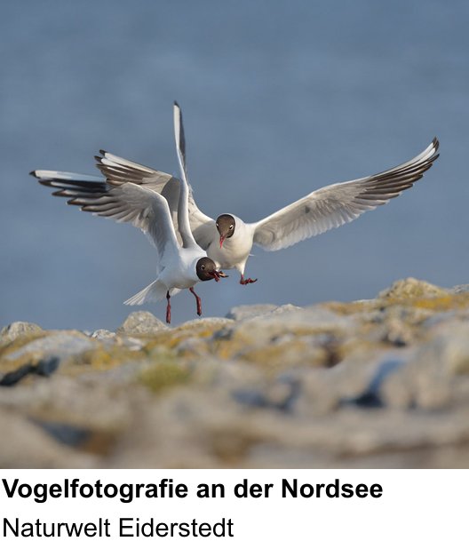 Kameratechnischer Foto-Workshop für Aufnahmen zu Vögel in Eiderstedt fotografieren: Naturwelt Eiderstedt