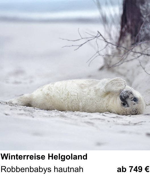 Kameratechnischer Foto-Workshop für Aufnahmen zu Robbenbabys im Helgoländer Winter: Robbenbabys hautnah
