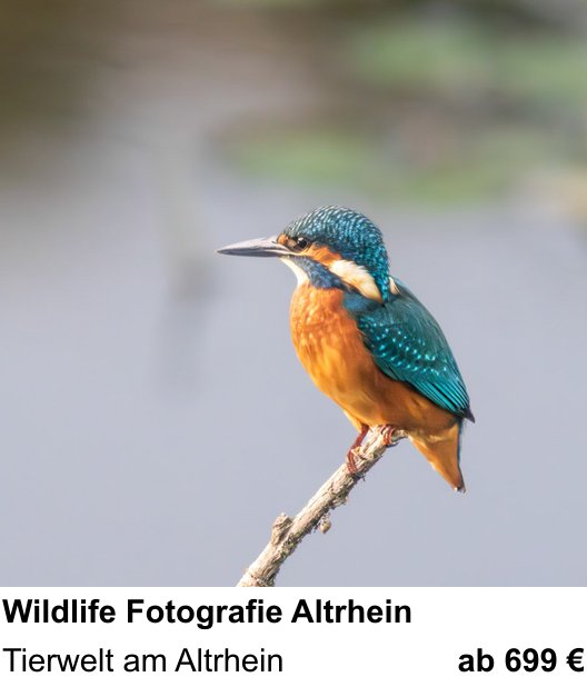 Kameratechnischer Foto-Workshop für Aufnahmen zu Wildlife Fotografie Altrhein: Tierwelt am Altrhein