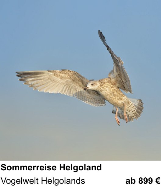 Kameratechnischer Foto-Workshop für Aufnahmen zu Vogelfotografie auf Helgoland: Vogelwelt Helgolands