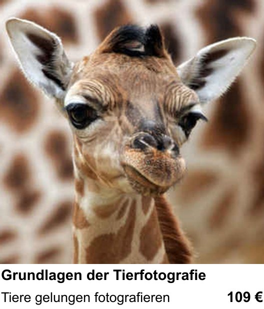 Fotokurs in München mit dem Thema Grundlagen der Tierfotografie