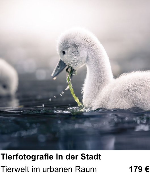 Fotokurs in München mit dem Thema Tierfotografie in der Stadt
