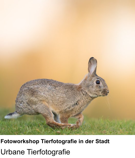 Fotokurs in München mit dem Thema Fotoworkshop Tierfotografie in der Stadt